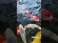 Download Lagu Assalamualaikum. Keseruan Ngasi makan ikan koi di berugak Harmoni PPSM Thohir Yasin.