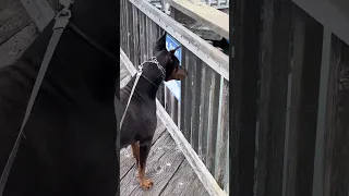 .. #Fyp #dream #doberman #pets #wildlife