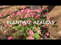Planting Azaleas