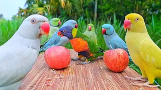 parrot natural sounds parrot talking