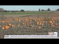 From the Farm Pumpkin production in Illinois