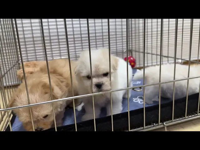 動画