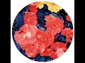 Dancers Cut (Flute Mix)