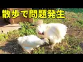 Download Lagu 【トラブル続出】改築したのにまさかのケンカトラブル！？ 300話目