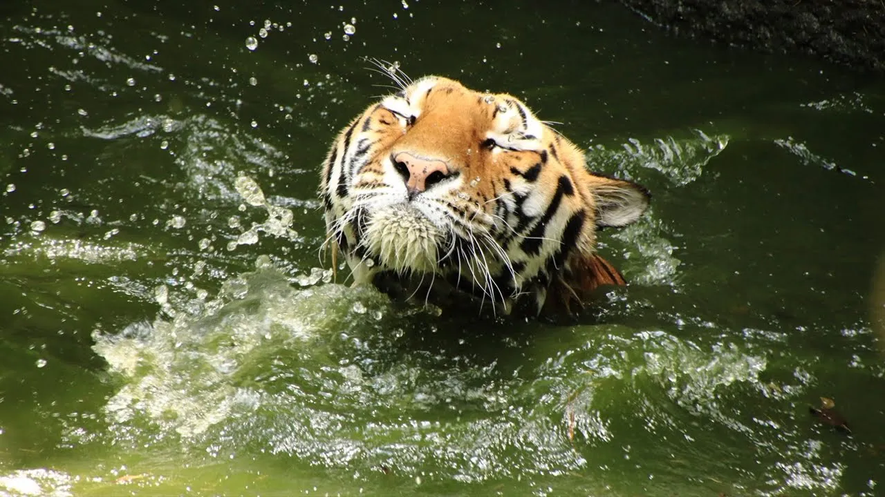 【ニコ担メン】虎の入浴