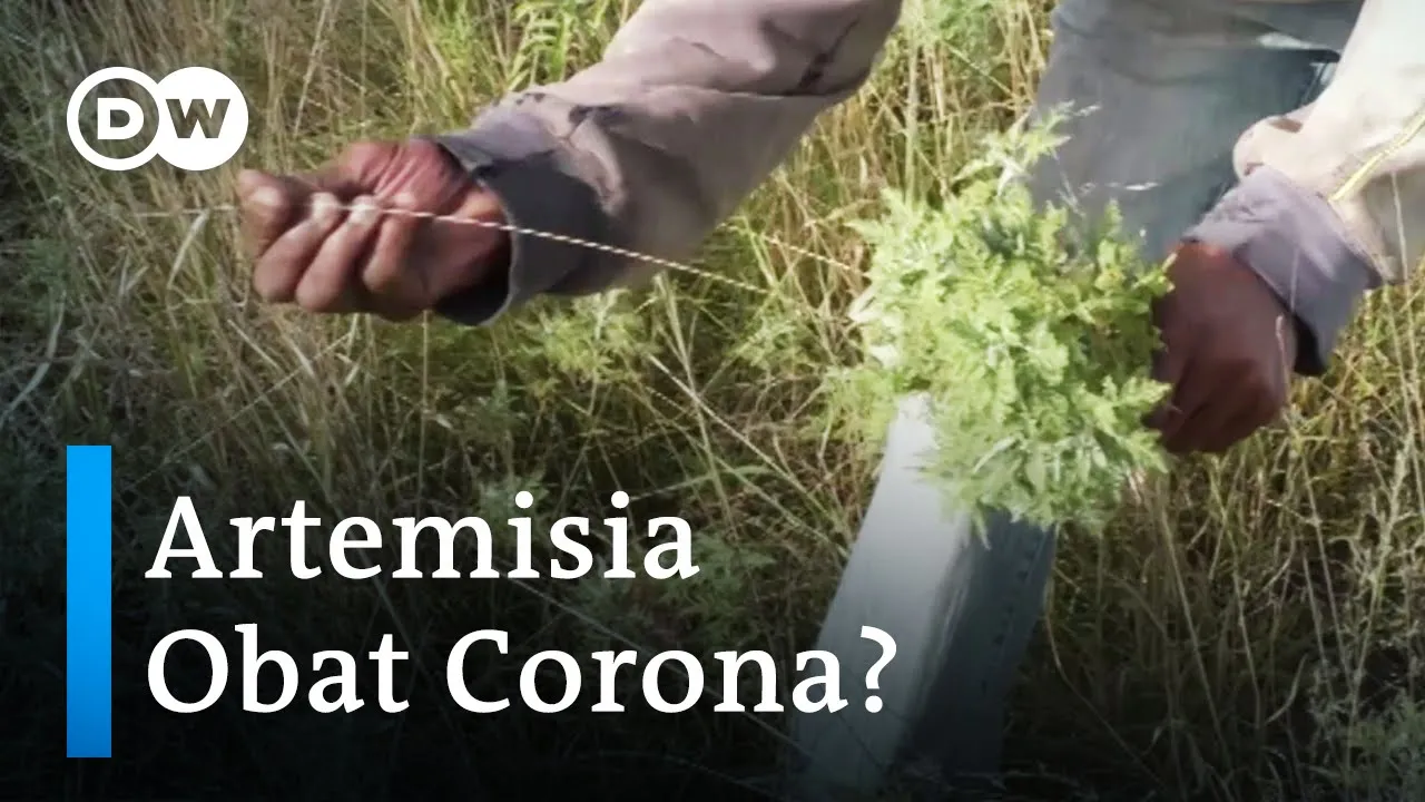 SURABAYA, KOMPAS.TV - Rajin mengonsumsi herbal dengan dosis yang tepat dipercaya dapat meningkatkan . 