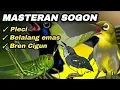 Download Lagu MASTERAN SOGON ISIAN PLECI,BELALANG EMAS,BREN CIGUN#sogon #sogokontong