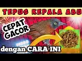 Download Lagu CARA MERAWAT BURUNG TEPUS KEPALA ABU AGAR CEPAT GACOR