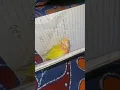 Download Lagu lutino bird 💛 #lovebirds #birdlovers #ytshorts #viralshorts #shorts