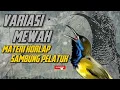 Download Lagu MASTERAN SOGON‼️ VARIASI MEWAH MATERI KORLAP SAMBUNG PELATUK #sogon #sogongacor #sogokontong