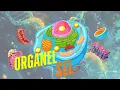 Download Lagu ORGANEL SEL | ANIMAL CELL TOUR  🦁