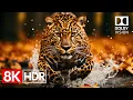 Incredible R Colors in 8K Dolby Vision 60fps 8K Ultra
