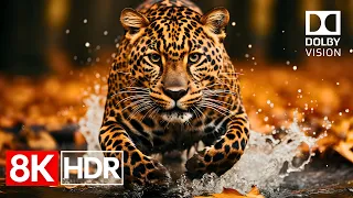 incredible hdr colors in 8k dolby vision 60fps 8k video ultra hd