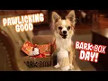 November BarkBox 2020 An Autumn Tail Small Dog Bark Box Review