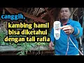 Lagu cara mengetahui kambing hamil cukup dengan tali rafia||pasti akurat