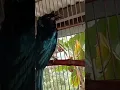 Download Lagu srigunting/saeran burung sangar tapi cantik 😂