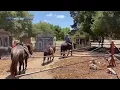 Waller Park s Beloved Ponies Must Leave Saddened Community Brainstorms How To Help