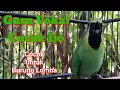 Download Lagu Guru Vokal Cucak Ijo Pas Buat Masteran Burung Lomba