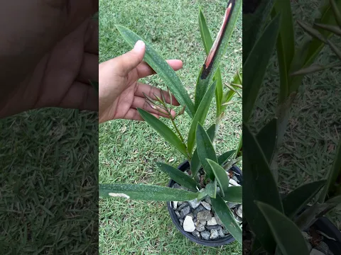 Temporada de floración de catleyas