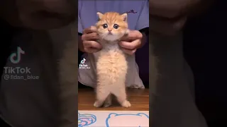 توكو توكو تاكا توكوتو تاتا Cat 2022 