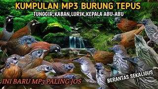 suara pikat burung tepus tunggir merah kombinasi tepus kaban lurik kepala abu abu