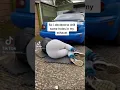 Download Lagu My car was too quiet so I drilled holes in the exhaust (SATISFYING) TikTok: laurabianca___ #shorts