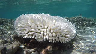 Coral Comeback?: Corals Under Threat