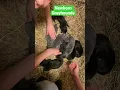 Download Lagu Ever Seen A Newborn Greyhound? #greyhound #greyhoundracing #dog #puppy #hello #newborn #greyhounds