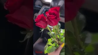 حبيت ايامي بيك اليسا حالات واتس اب ستوري انستا 