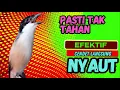 Download Lagu PASTI TAK TAHAN CENDET MENDENGARNYA❗ PANCINGAN CENDET AGAR RAJIN BUNYI❗❗