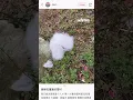 Download Lagu En Chine, ce « Snow Village » remplace la neige par du coton… et provoque l’indignation