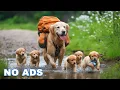 Lagu 12 Hours of Dog TV for Dogs to Watch 🐶 Anti-Anxiety Video for Dogs Left Home Alone - Calm Dog Music