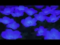 (SLOWED) Tory Lanez - Blue Violets Ft. Toosii [unrealeased]