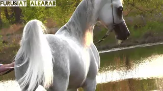 الافحل الجميل شمس شرف اي اي 