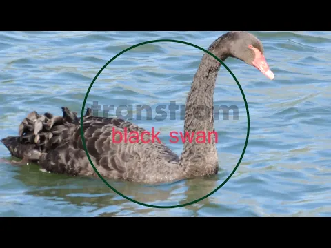 Download MP3 black swan