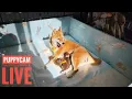 Download Lagu PUPPYCAM LIVE - DAY 1 - PART 2