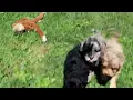 Miniature Poodle Puppies For Sale