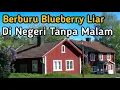Download Lagu Wild Blueberry Hunting in the Nightless Land ll Sweden #vlog #nature