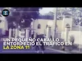Un pequeno caballo entorpecio el trafico en la zona 11