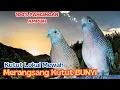 Download Lagu Raja PIKAT- Suara Kutut Lokal di Alam Liar, merangsang Kutut Bunyi