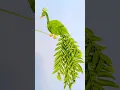 Beautiful peacock making with leaves