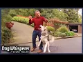 Season 4 Episode 16 Walk Turns Violent as Malamute Attacks Cesar Dog Whisperer With Cesar Millan