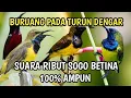 Download Lagu Suara Pikat Sogon Yang Susah Turun, dijamin 100 % Ampuh Suara Sogon Betina Ribut