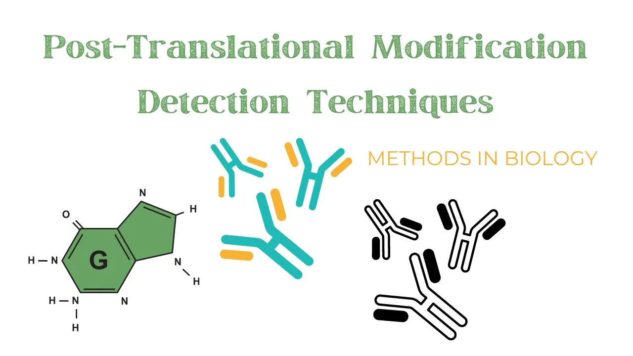 Post Translational Modification Detection techniques | Methods In Biology | Western Blotting | IP |