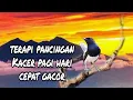 Download Lagu PANCINGAN TERAPI KACER PAGI HARI CEPAT GACOR