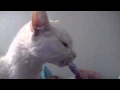 NYC Siamese Rescue