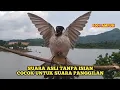 Download Lagu Suara Burung KUTILANG GACOR Asli Tanpa ISIAN 100% Ampuh Untuk Suara Pangilan dan Masteran