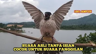 Download Suara Burung KUTILANG GACOR Asli Tanpa ISIAN 100% Ampuh Untuk Suara Pangilan dan Masteran MP3