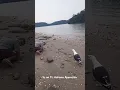Download Lagu Ternyata begini suara ketawa burung camar bro🤣🤣🤣 #funny #fyp #lucu #ngakak