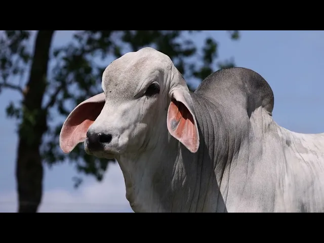 Touro Tabapuã TTAR - 615